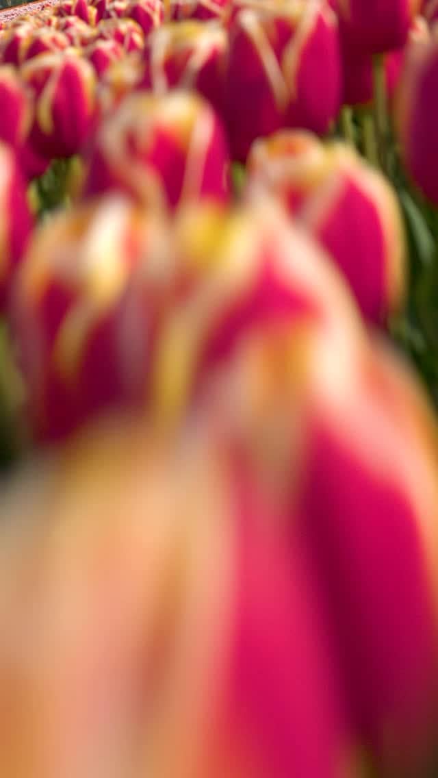 By directors request we start in the flowers. Shot dual operated on Inspire 3 with 75mm. 🌷

Pilot @frank.maters 
Gimbal @jedeye_fpv 

#commercial #inspire3 #aerials